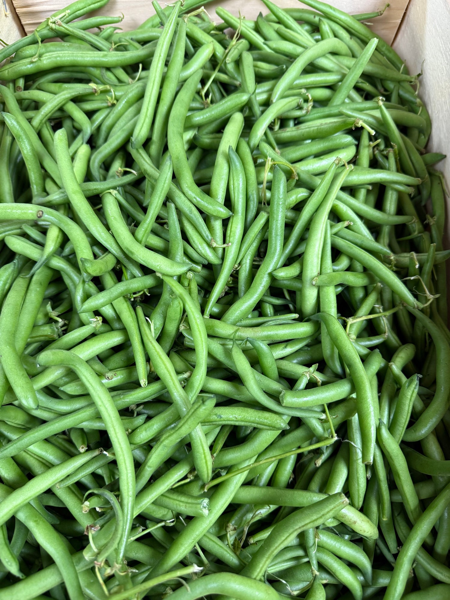 Indiana Green Beans BU