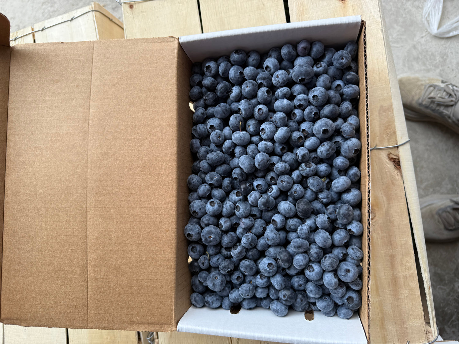 Indiana Blueberries 5lb box