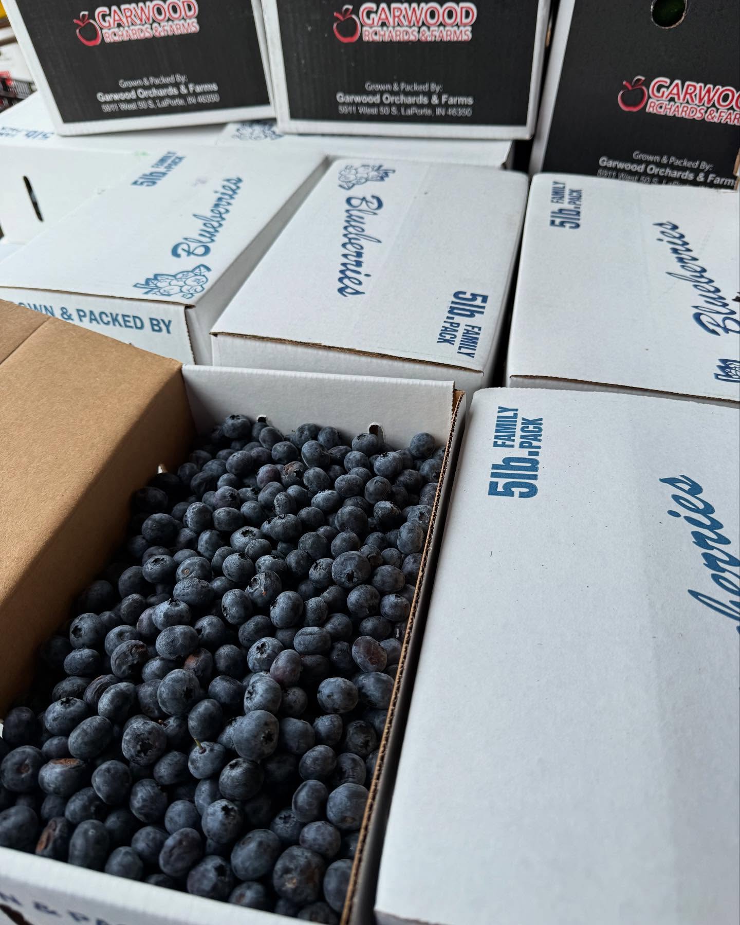 Indiana Blueberries 5lb box