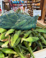 Indiana Bicolor Sweetcorn bag (4 doz)