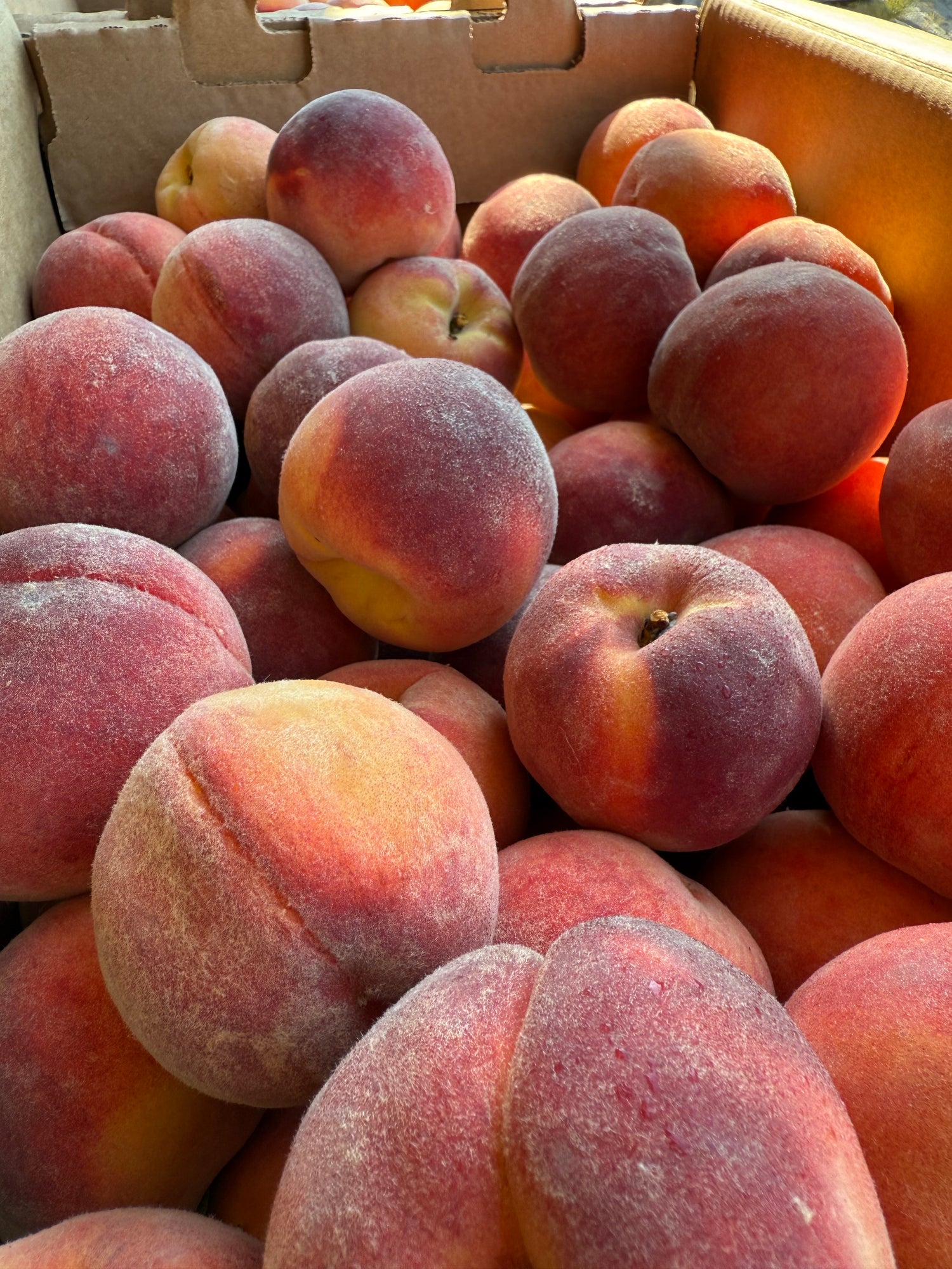 Indiana Red Haven Freestone Peaches 1/2 BU