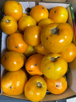Indiana Yellow canning Tomatoes –25lb