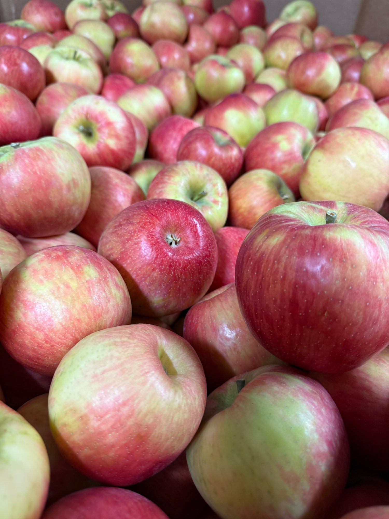 Honeycrisp Apple BU
