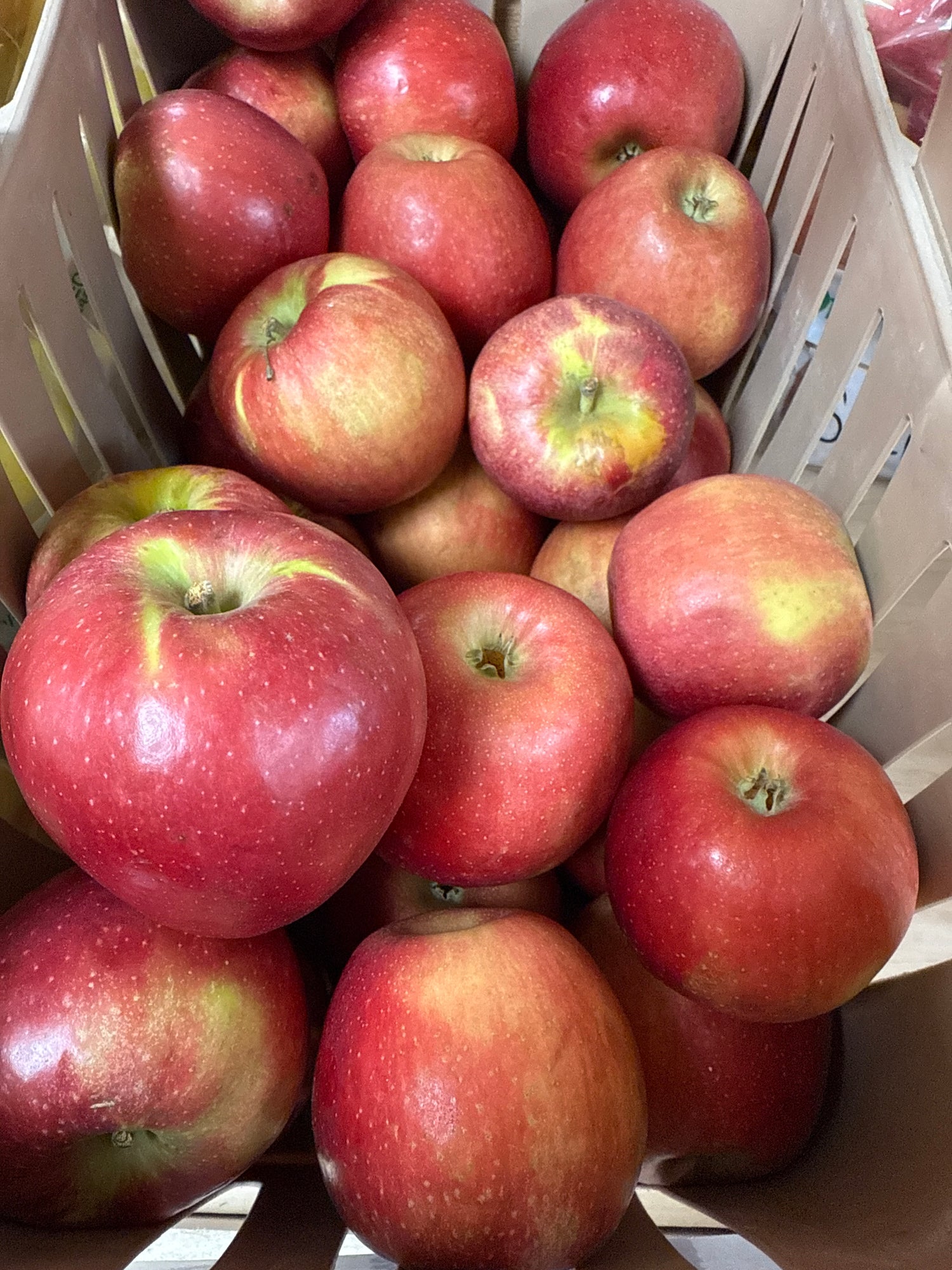 Snap Dragon Apples BU