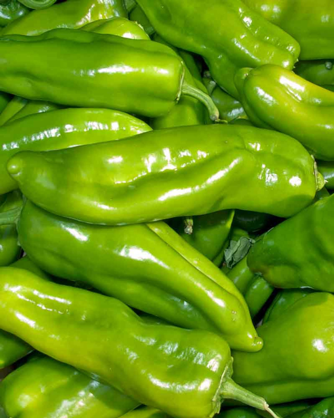 Indiana Cubanelle Peppers – 1/2 Bushel