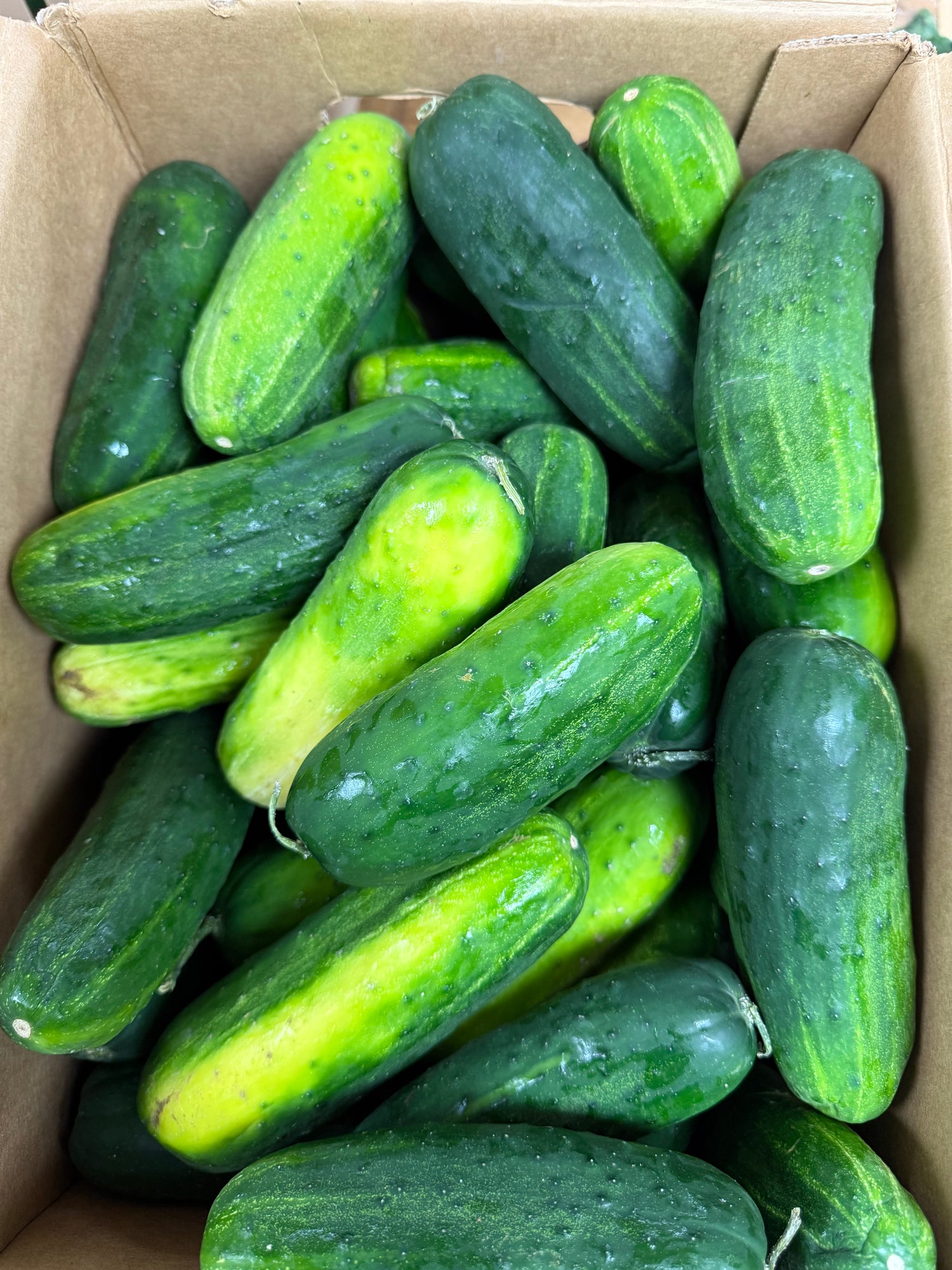 Indiana Pickling Cucumbers 1/2 BU