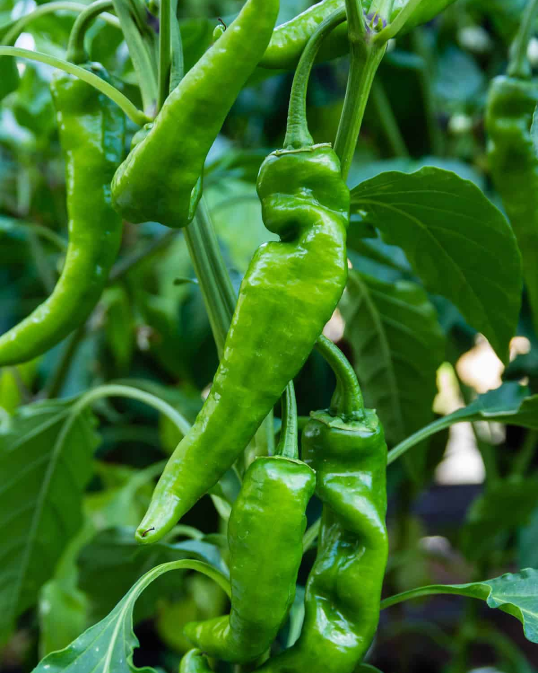 Indiana Anaheim Peppers – 1/2 Bushel