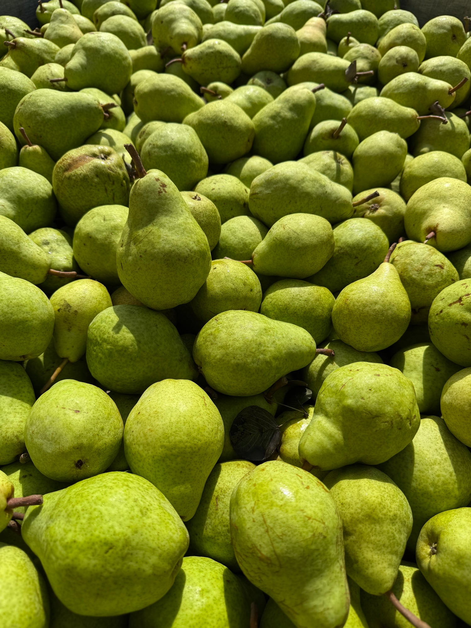 Bartlett Pears 1/2 BU