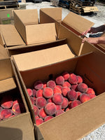Indiana Red Haven Peaches 20lb box