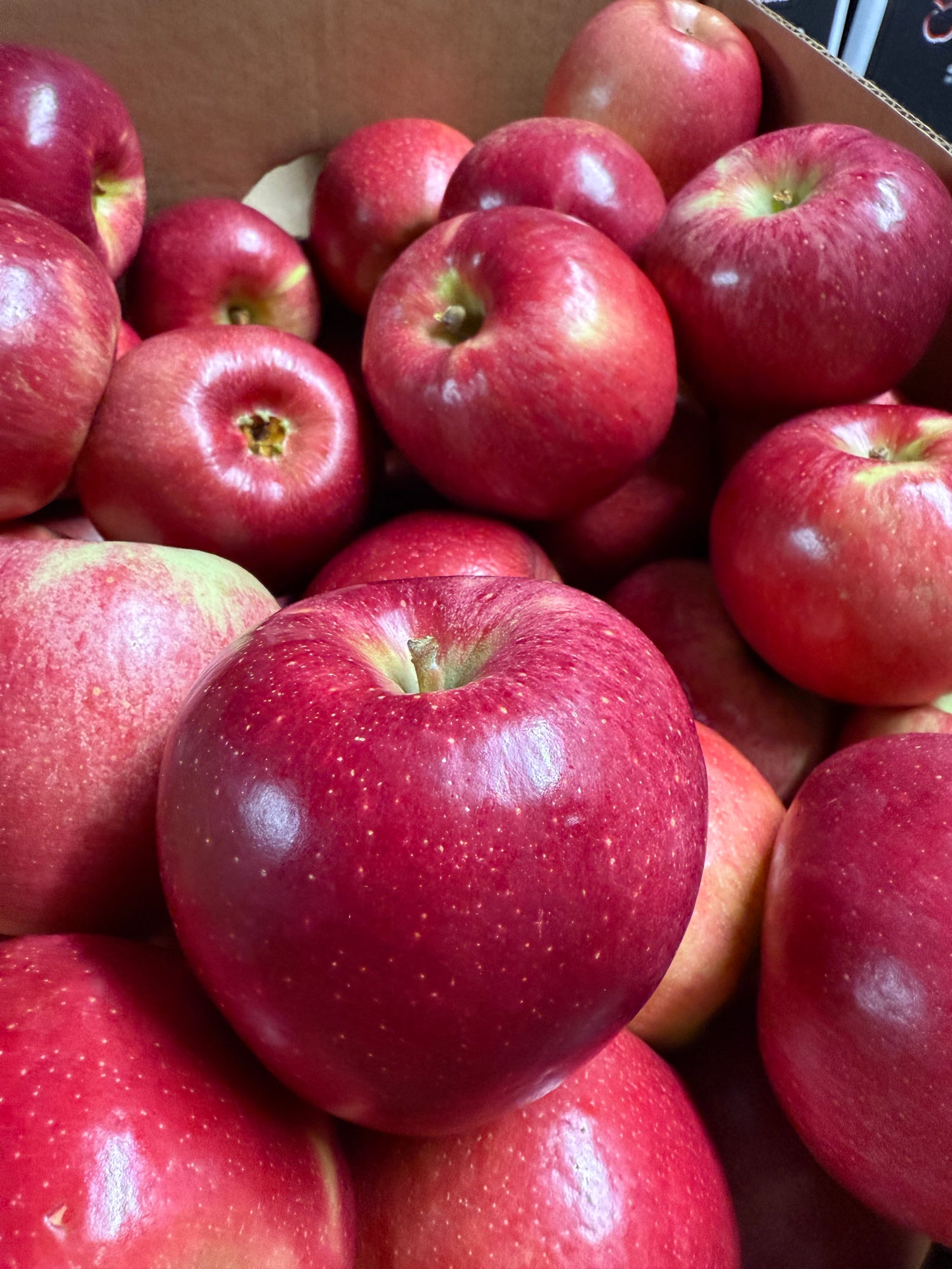 Ruby Frost Apples BU