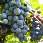 Fredonia Grapes - 1/2 bu box
