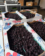 Indiana Black Raspberries