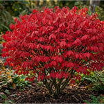 Dwarf Burning Bush