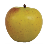 Gold Rush Apples BU