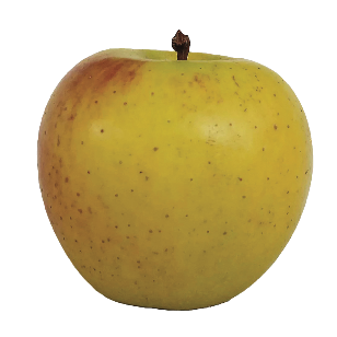 Gold Rush Apples BU