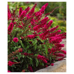 Royal Red Butterfly Bush