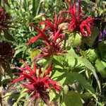 Jacob Cline Beebalm