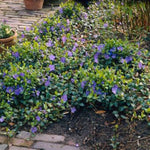 Vinca Minor