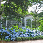 Nantucket Blue™ Hydrangea