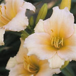 Mini Pearl Daylily