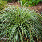Moon Falls™ Carex