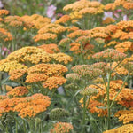 Terra Cotta Yarrow