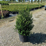 Steeds Japanese Holly