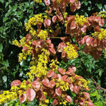 Golden Raintree
