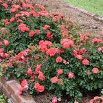 Coral Drift® Rose