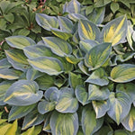 August Moon Hosta