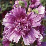 Queeny Purple Hollyhock