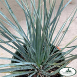 Rancho Blue Yucca