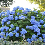 Endless Summer® The Original Hydrangea