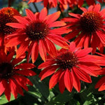Sombrero® Sangrita Coneflower