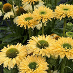 SunSeekers® Limoncello Coneflower