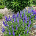 Skyward™ Blue Speedwell