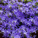 Blue Waterfall Bellflower