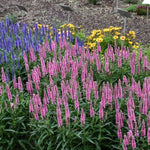 Skyward™ Pink Speedwell