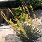 Yellow Yucca