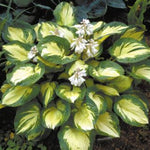 Great Expectations Hosta