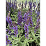 Lyrical™ Blues Meadow Sage