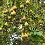 Bartlett Pear Tree
