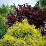 King's Gold Falsecypress