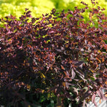 Miner's Berry Bordeaux™ Euphorbia