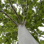 Silverwood™ Sycamore Tree