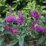 Pugster Pico Punch™ Butterfly Bush