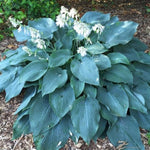 Blue Angel Hosta