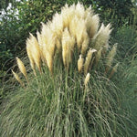 Hardy Pampas Grass