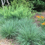 The Blues Little Bluestem