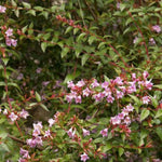 Pink Abelia